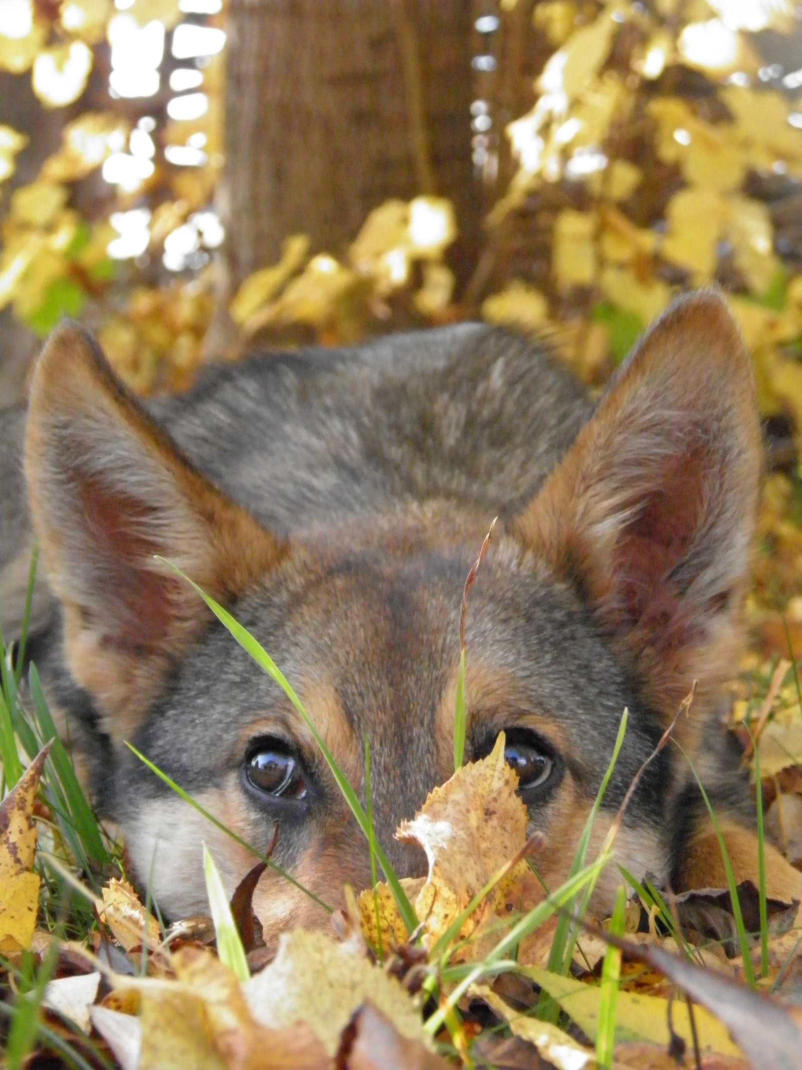 .:Autumn Bliss:.