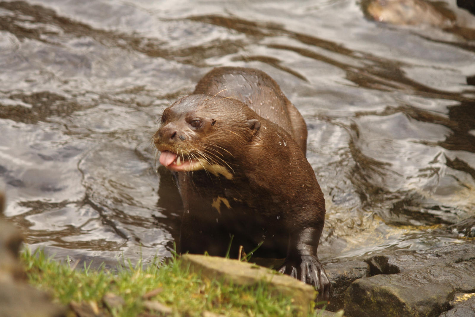 .:Silly Giant otter:.