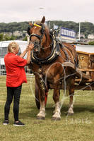 .:Suffolk punch:.