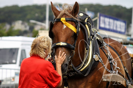 .:Suffolk punch:.