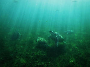 .: Sea Creatures :.