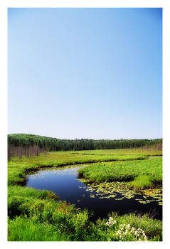 Spruce Bog One