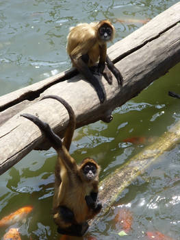 STOCK: Spider Monkey i