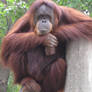 STOCK: Sumatran Orangutan ii