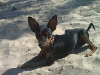 Aik at the beach