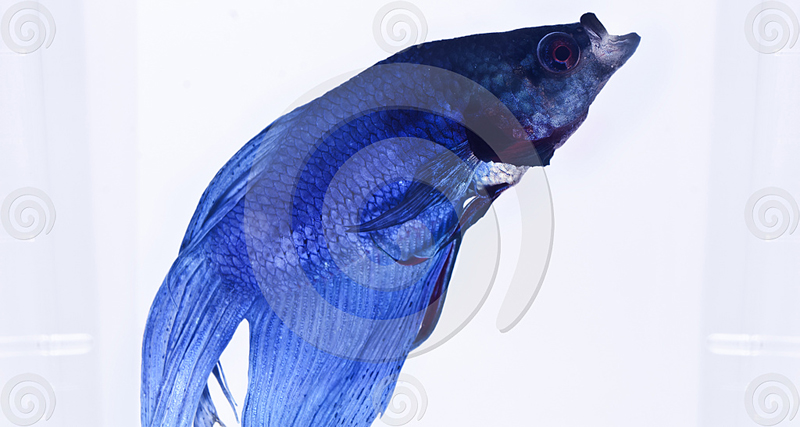 BLUE SIAMESE FIGHTING FISH