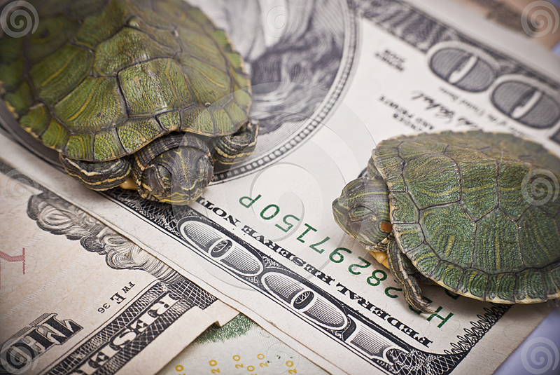 TURTLE ECONOMY