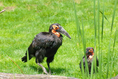 Pair Lounging on the Grass