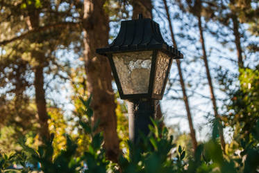 Lamppost in the Trees