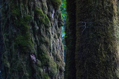 Mossy Trees