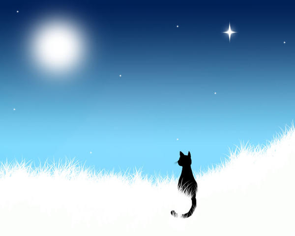 NightCat