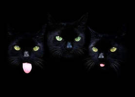 Black cats.