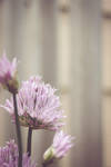 Purple Flowers by hellolovelyphoto