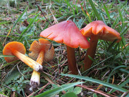 Hygrocybe Puniceus