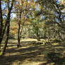 Los Casares celtiberian ruins