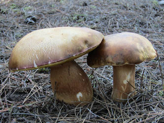 Boletus Aestivalis by Vendepatrias