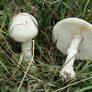 Leucoagaricus Leucothites