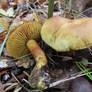 Tricholoma Sulphureum