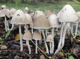 Psathyrella Candolleana