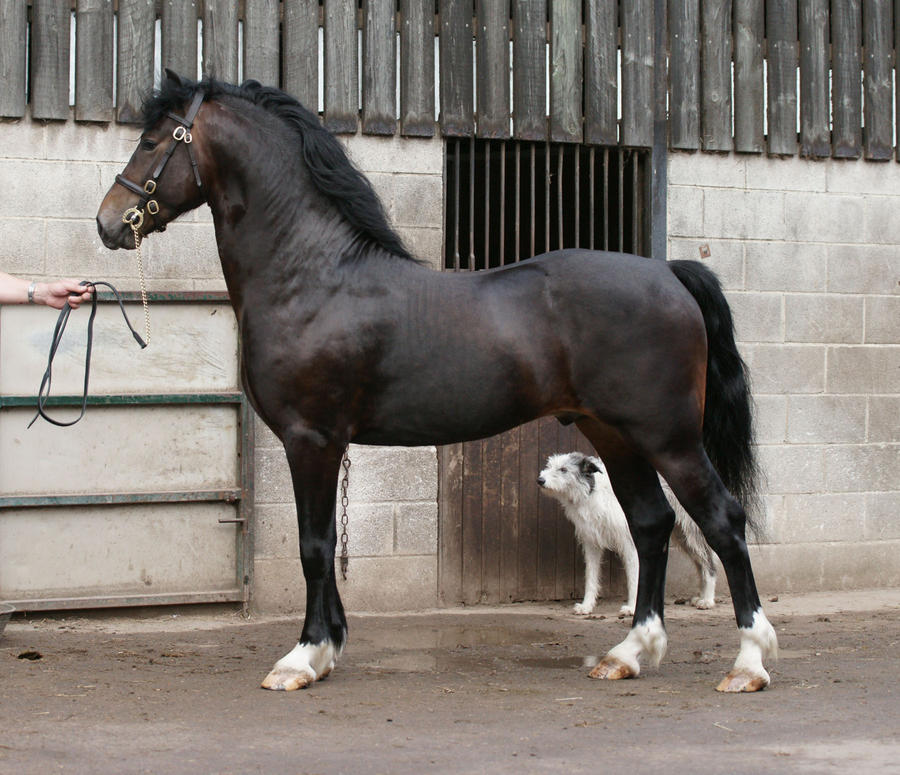 Dark Bay Stallion