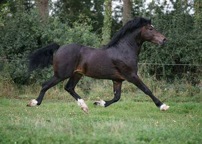 Dark Bay Stallion 2