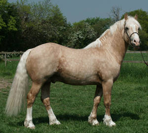 Welsh Stallion 1