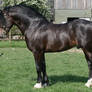 Welsh Stallion 3