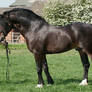 Welsh Stallion 4