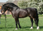 Welsh Stallion 4