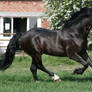 Welsh Stallion 8