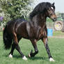 Welsh Stallion 9