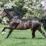 Welsh Stallion 16
