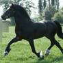 Welsh Stallion 17