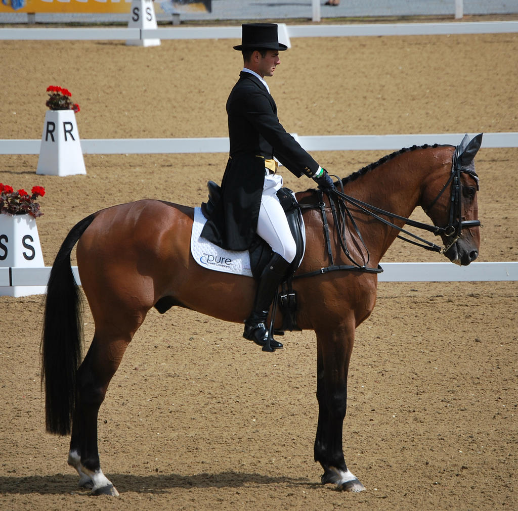 Dressage 41