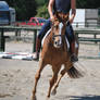 Chestnut Mare 7