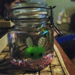 Sea bunny in a jar 