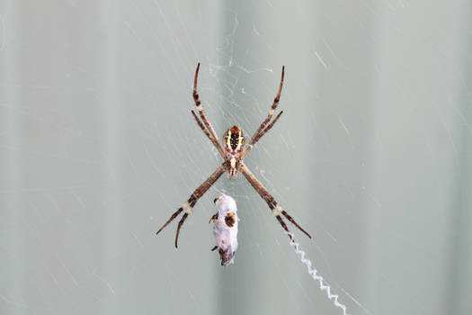 Spider with lunch-