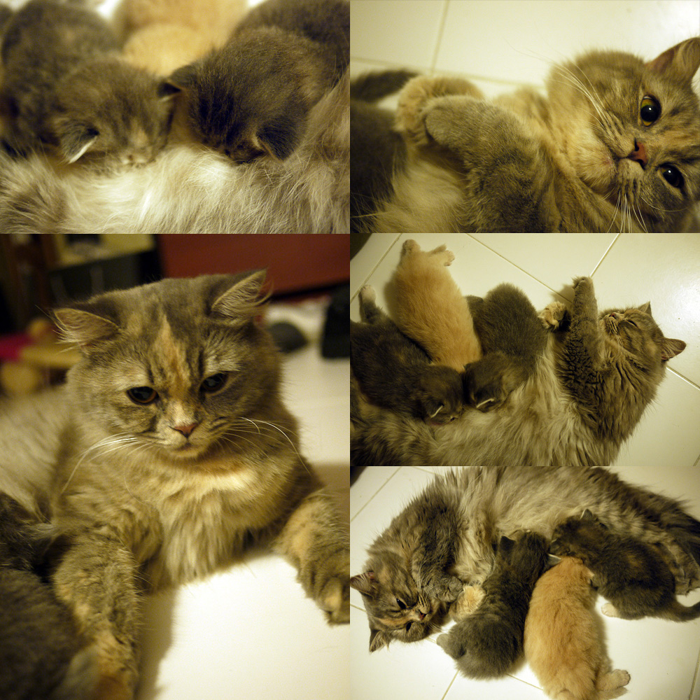 My cat by paullung