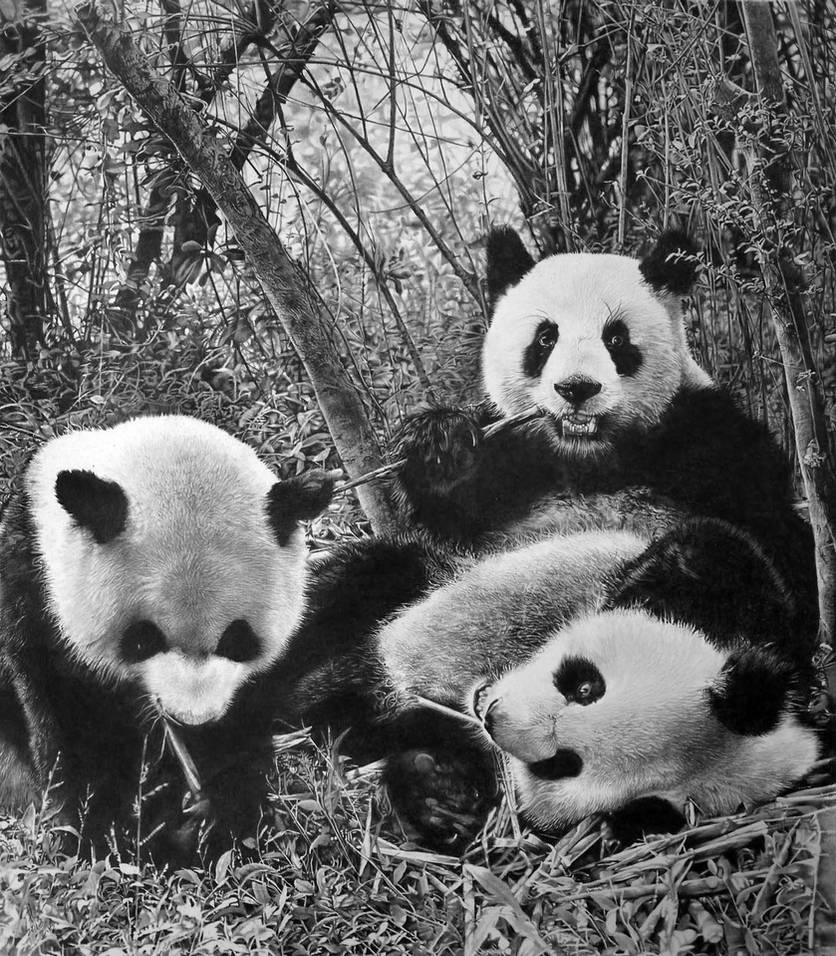 Panda by paullung