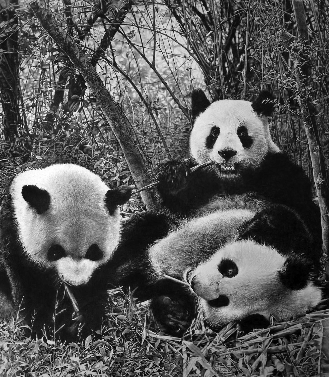 Panda by paullung
