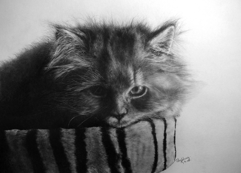 my 9th pcs of cat drawing