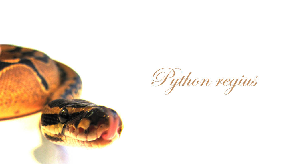 Bel Regius Python Python regius Wallpaper by Pareeeee on DeviantArt