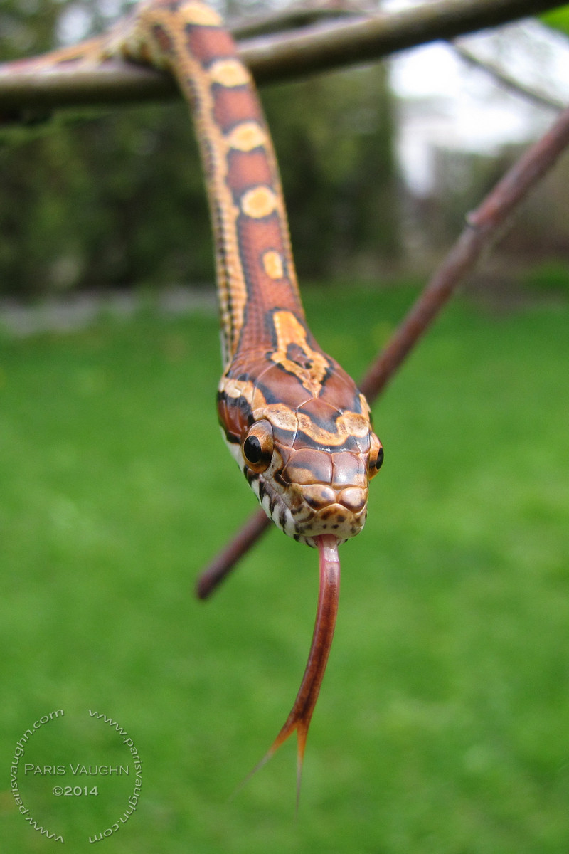 My, what a long tongue you have!