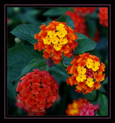 Multicolored Flowers