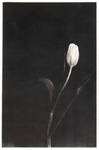Palladium Tulip by silversmith