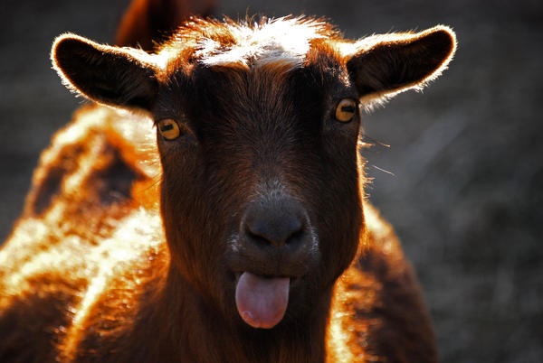 silly goat by HoneyDoBlues on DeviantArt