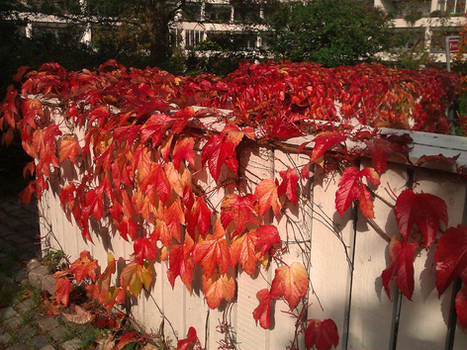 The Red leafs of Autumn II