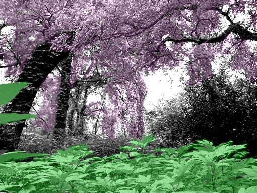 Pink Forest on the South Side