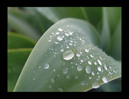 wet leaf