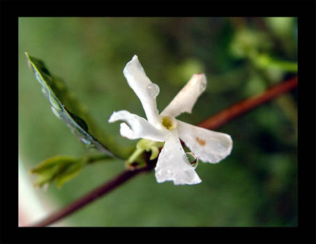 lonely jasmine